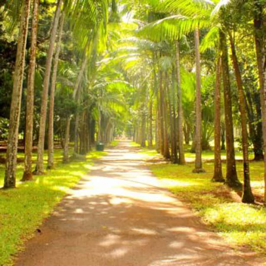 North Day Tour, Botanical Garden, Sugar Museum, Rum Tasting - Château de Labourdonnais and the colonial chapter