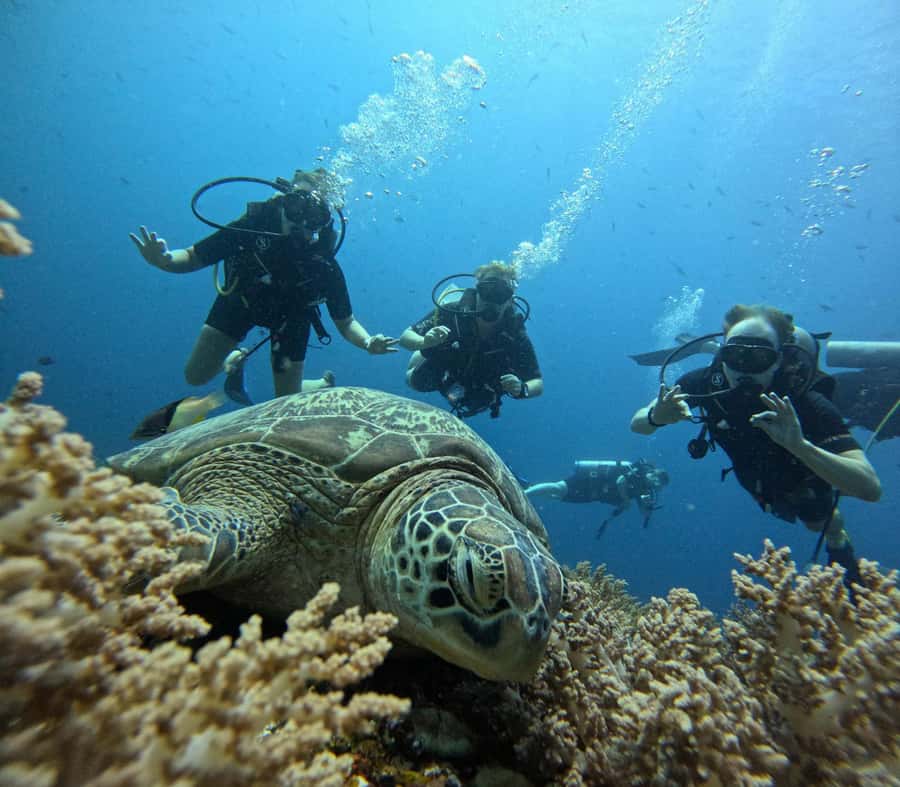North of Mauritius: Scuba Diving Tour - Why the north coast works well underwater