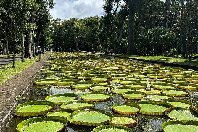 Northern Mauritius Private Tour w/ Port louis Market and Beaches - Pamplemousses Garden and the old sugar economy