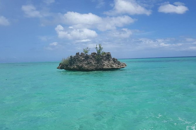 Ocean Swim with Dolphins - Key points to know before you book
