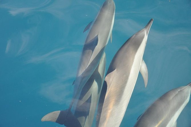Ocean Swim with Dolphins - An early start at Martello Tower Museum