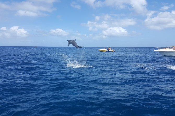 Ocean Swim with Dolphins - What the $80.83 price covers