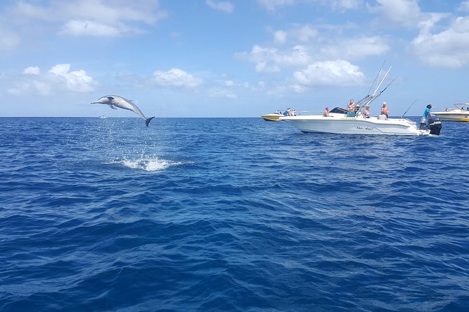Ocean Swim with Dolphins - Group size, organization, and the main caution