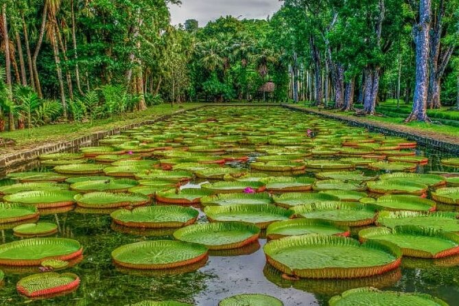 Port Louis and Pamplemousses Garden - A full day trip - Key points to know before you book