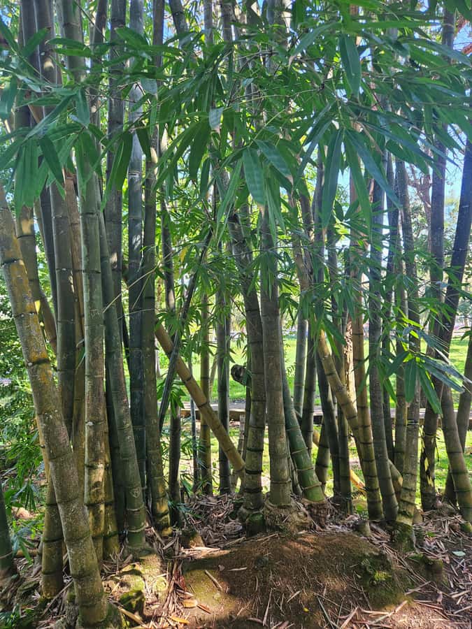 Port Louis: Mont Choisy, Botanical Garden, and Church Tour - Cap Malheureux and the red church