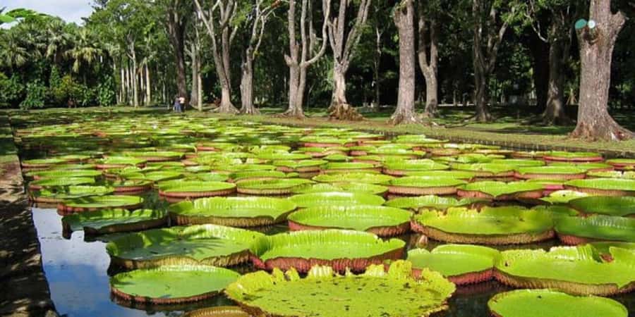 Port Louis: Private Guided Sightseeing Tour - Fort Adelaide and the view over Port Louis