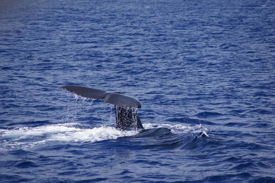 Private Dolphin Encounter and Whale Watching - Key points to know before booking