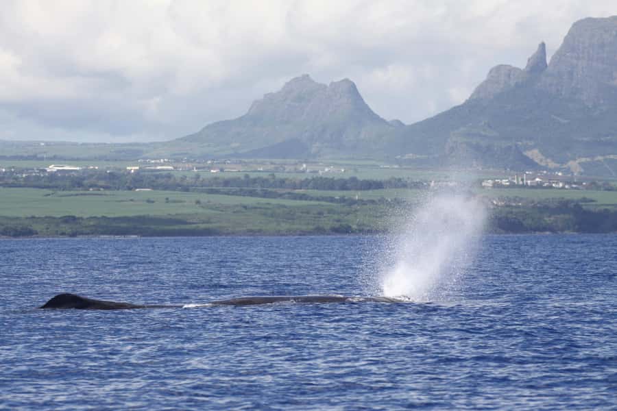 Private Dolphin Encounter and Whale Watching - Leaving Black River early in the morning