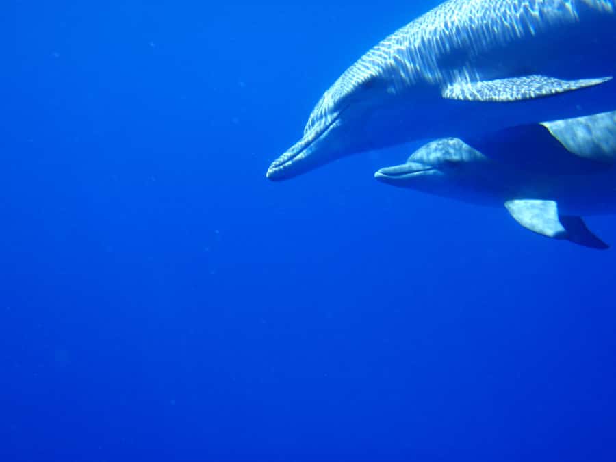 Private Dolphin Encounter and Whale Watching - Snorkeling over the coral reef