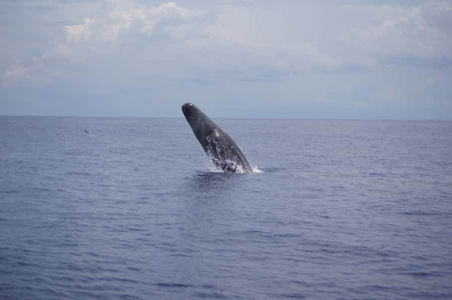Private Dolphin Encounter and Whale Watching - Searching for whales from the boat