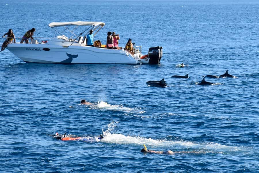 Private Dolphin Encounter and Whale Watching - Meeting dolphins in their natural environment