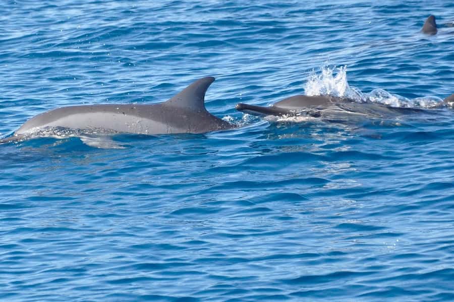 Private Dolphin Snorkeling Tour. Equipment available Free. - Leaving Tamarin Beach by private speedboat