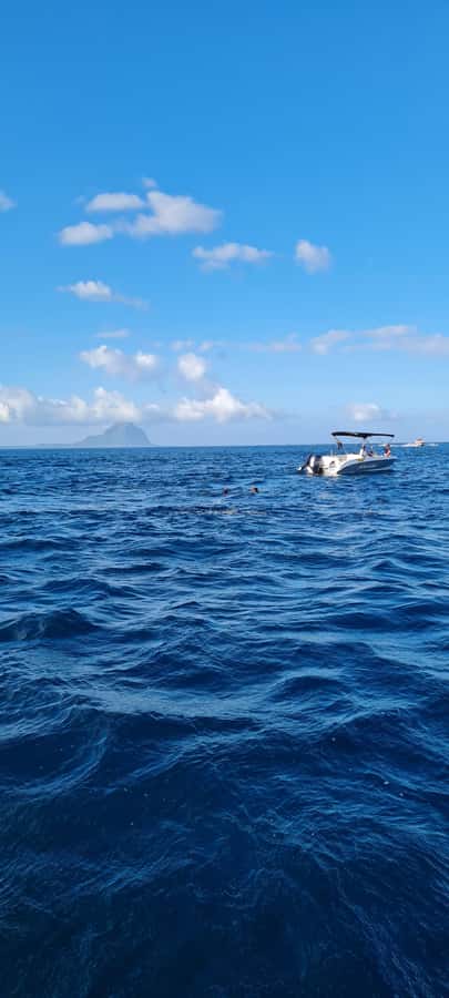 Private Dolphin Snorkeling Tour. Equipment available Free. - Boats, dolphins, and the crowd problem