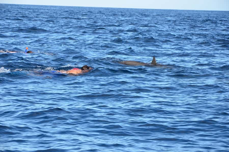 Private Dolphin Snorkeling Tour. Equipment available Free. - Who will enjoy this Mauritius outing most