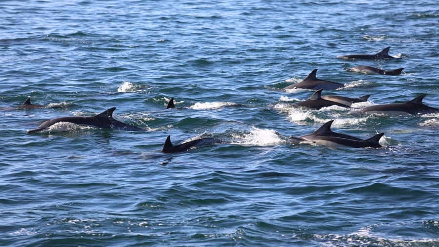 Private Dolphin Snorkeling Tour. Equipment available Free. - Watching dolphins in their natural setting