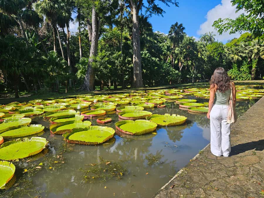 PRIVATE FULL-DAY NORTH AND SOUTH TOUR - Port Louis Bazaar and waterfront