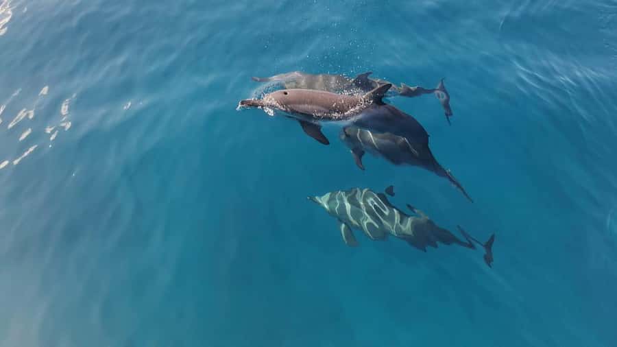 Private Île aux Bénitiers Boat: Dolphin Snorkeling & Lobster - Key points at a glance