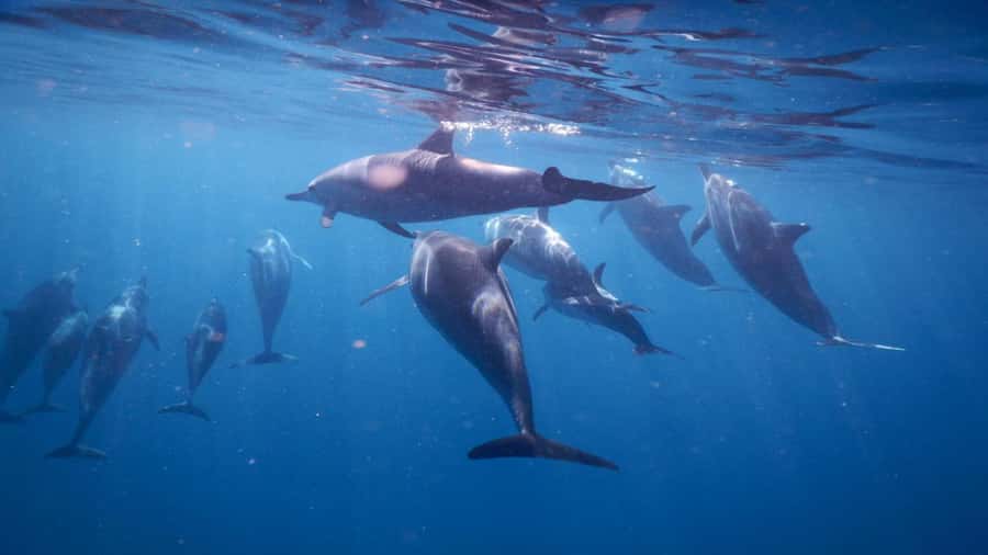 Private Île aux Bénitiers Boat: Dolphin Snorkeling & Lobster - Leaving Le Morne for a private day at sea