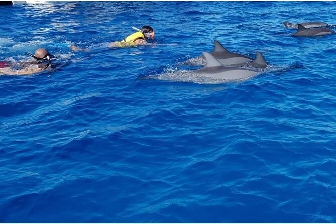 Private Speed Boat Tour and Dolphin Encounter at Ile aux Benitier - Is $312.02 per person good value?