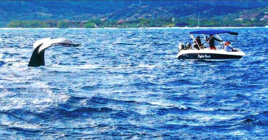 Private :Whales and dolphins watching/Swimming with dolphins - Key points to know before booking