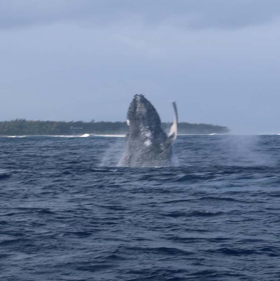 Private :Whales and dolphins watching/Swimming with dolphins - Setting out from Le Morne Public Beach