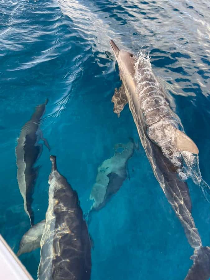 Private :Whales and dolphins watching/Swimming with dolphins - Swimming with a guide nearby