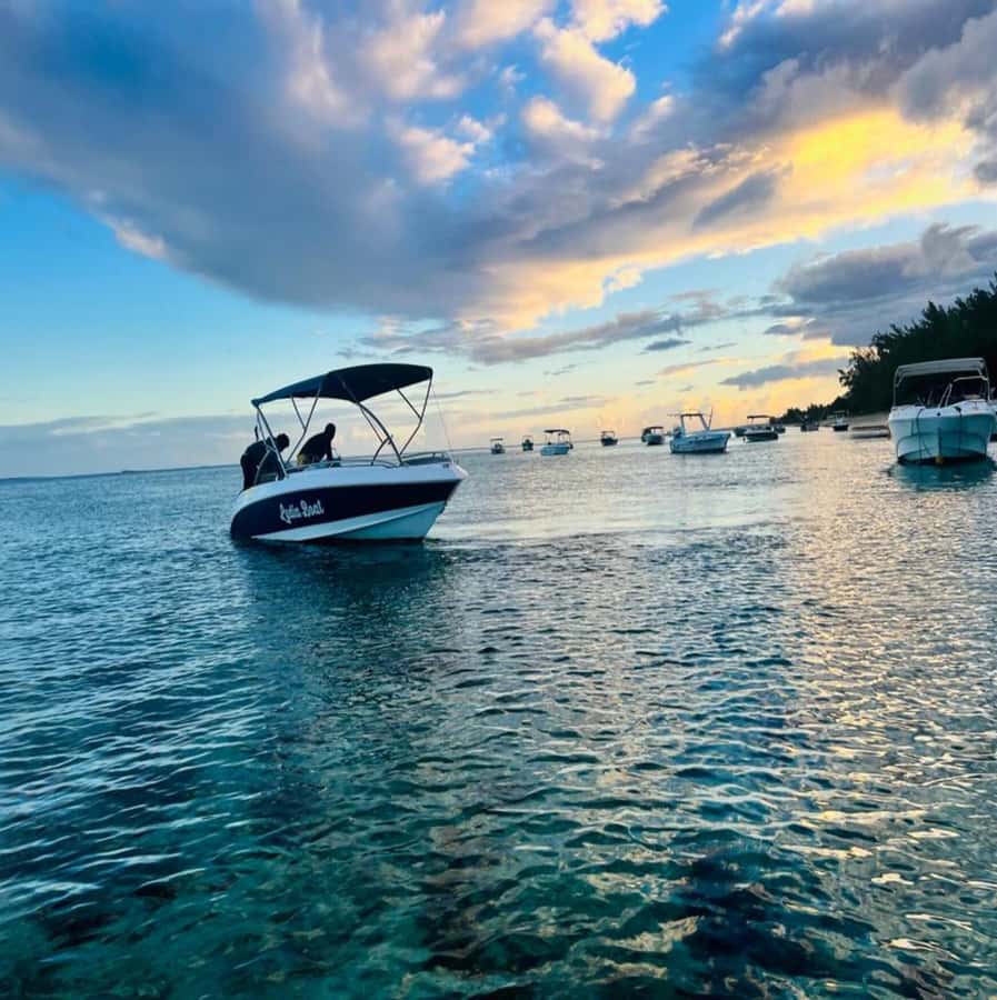 Private :Whales and dolphins watching/Swimming with dolphins - Is $816 good value for two people?