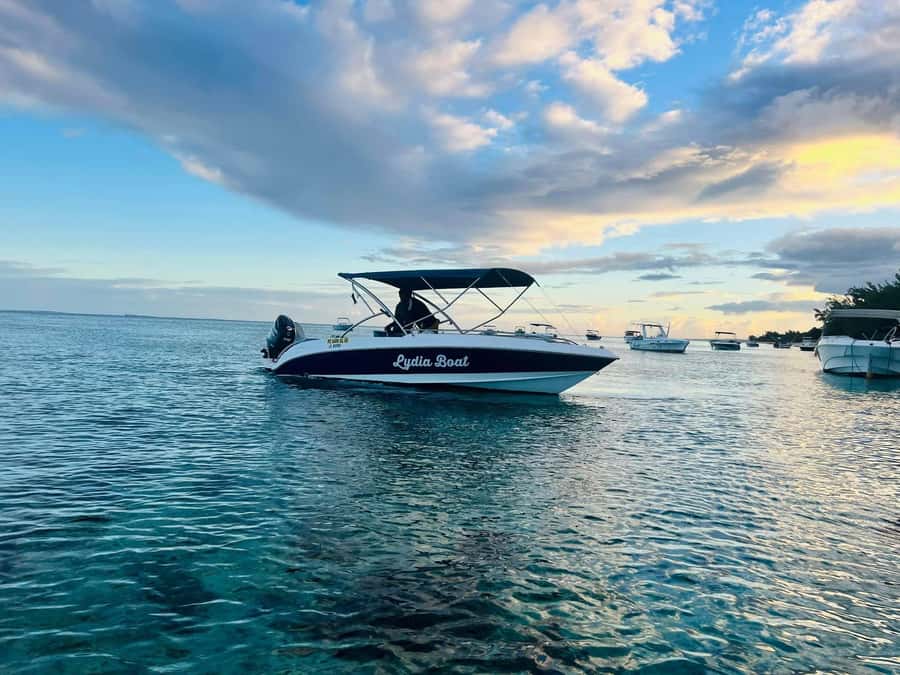 Private :Whales and dolphins watching/Swimming with dolphins - Should you book this private dolphin tour?