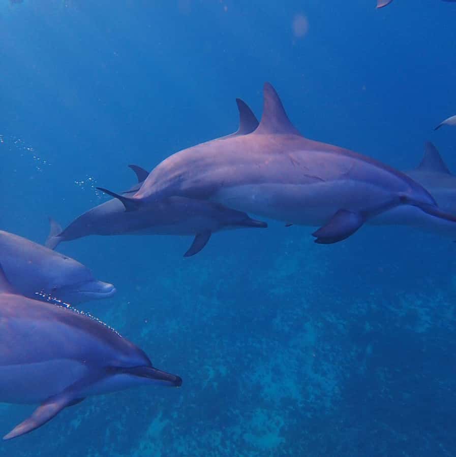 Private :Whales and dolphins watching/Swimming with dolphins - Watching dolphins where they actually live