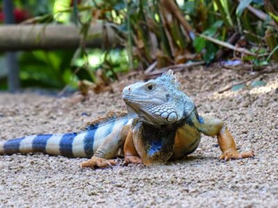 Riambel: South Tour w/ Crocodile Park & Seven Colored Earth