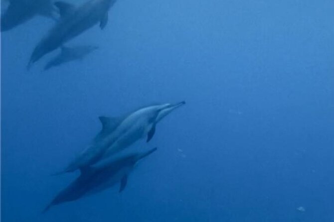 Shared 10 Pax Boat Tour: Dolphin Watching, Snorkelling and BBQ - The 6 am start and the run from La Gaulette