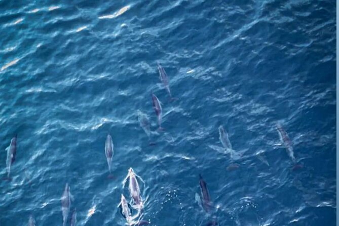 Shared 10 Pax Boat Tour: Dolphin Watching, Snorkelling and BBQ - Snorkeling among coral and beside Crystal Rock