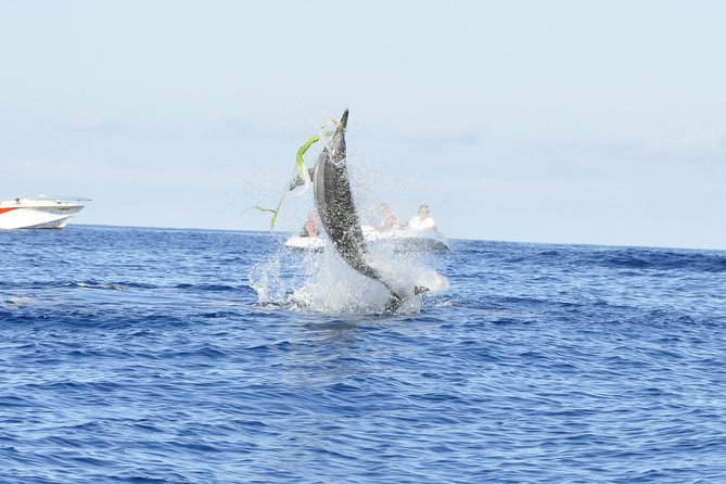 Shared Dolphin Encounter in Mauritius - Key points to know before you book