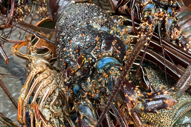 Signature Experience: Dolphins and Flavors of the Sea - What the $321.40 price buys you