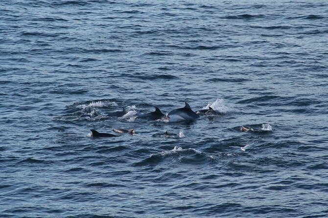 Snorkel with Dolphins, Lunch on Benitiers island, Speedboat - What the scenery adds to the day
