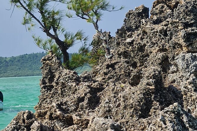 Snorkel with Dolphins, Lunch on Benitiers island, Speedboat - Is $64.79 good value?