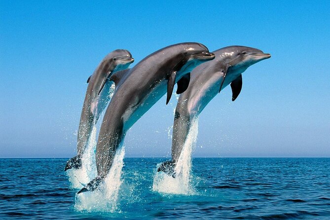 Snorkel with Dolphins, Lunch on Benitiers island, Speedboat - Who will enjoy this trip most