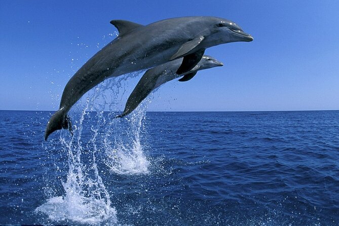 Snorkel with Dolphins, Lunch on Benitiers island, Speedboat - Practical details that affect your day