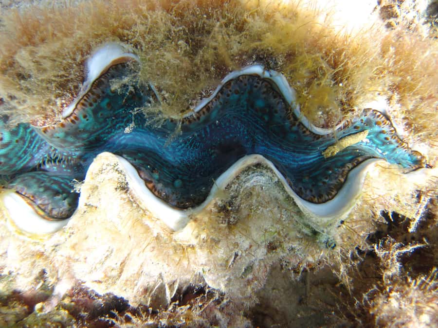 Snorkeling Excursion in Blue Bay Marine Park - Seeing the reef through the glass-bottom boat