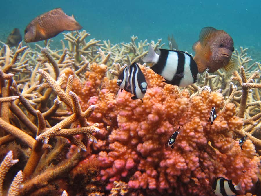 Snorkeling Excursion in Blue Bay Marine Park - Snorkeling among coral and fish