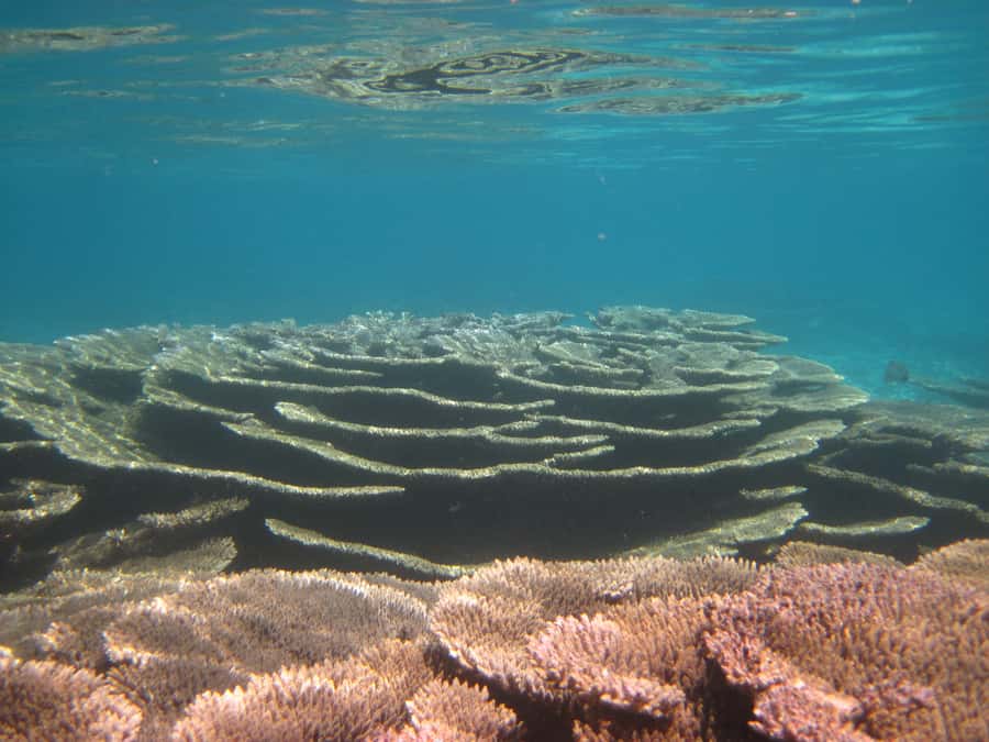 Snorkeling Excursion in Blue Bay Marine Park - Safety and comfort in the water