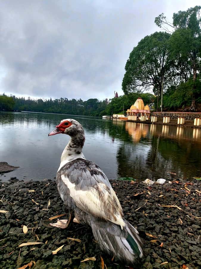 South of Mauritius : Full day Private with lunch & Chamarel - Chamarel Waterfall and the highland scenery