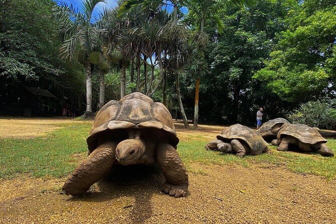 Southern Tales: Full-day incl Crocodile Park & 23 Colored Earth - Trou aux Cerfs, a volcano above Curepipe
