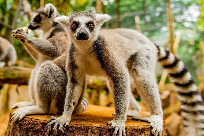 Southern Tales: Full-day incl Crocodile Park & 23 Colored Earth - Vallee des Couleurs and the famous colored earth