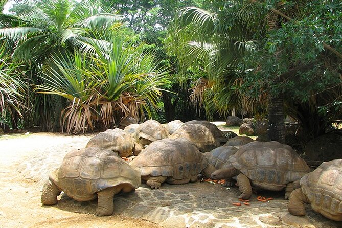 Southern Tales: Full-day incl Crocodile Park & 23 Colored Earth - Chamouny waterfall and a short nature stop
