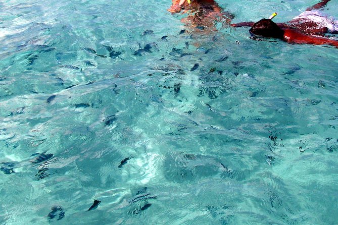 Spectacular Catamaran trip to Ile Aux Cerf with Lunch & Transfer - What the $120.98 price really covers