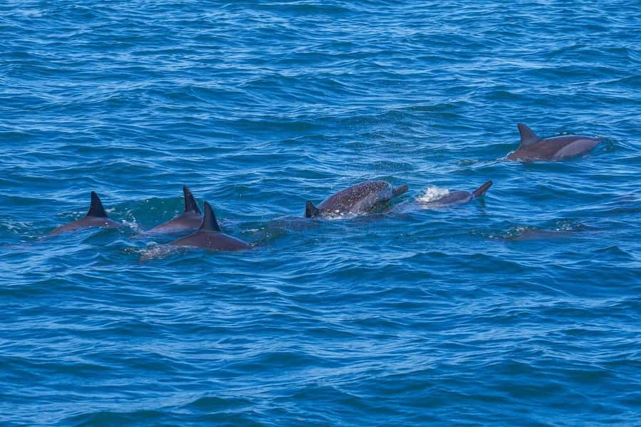 Speedboat to Ile aux Benitier: Dolphin Encounter & Lunch - Key points to know before booking
