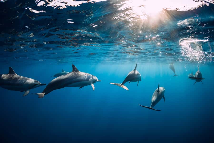 Speedboat to Ile aux Benitier: Dolphin Encounter & Lunch - Pickup can help, but confirm the timing