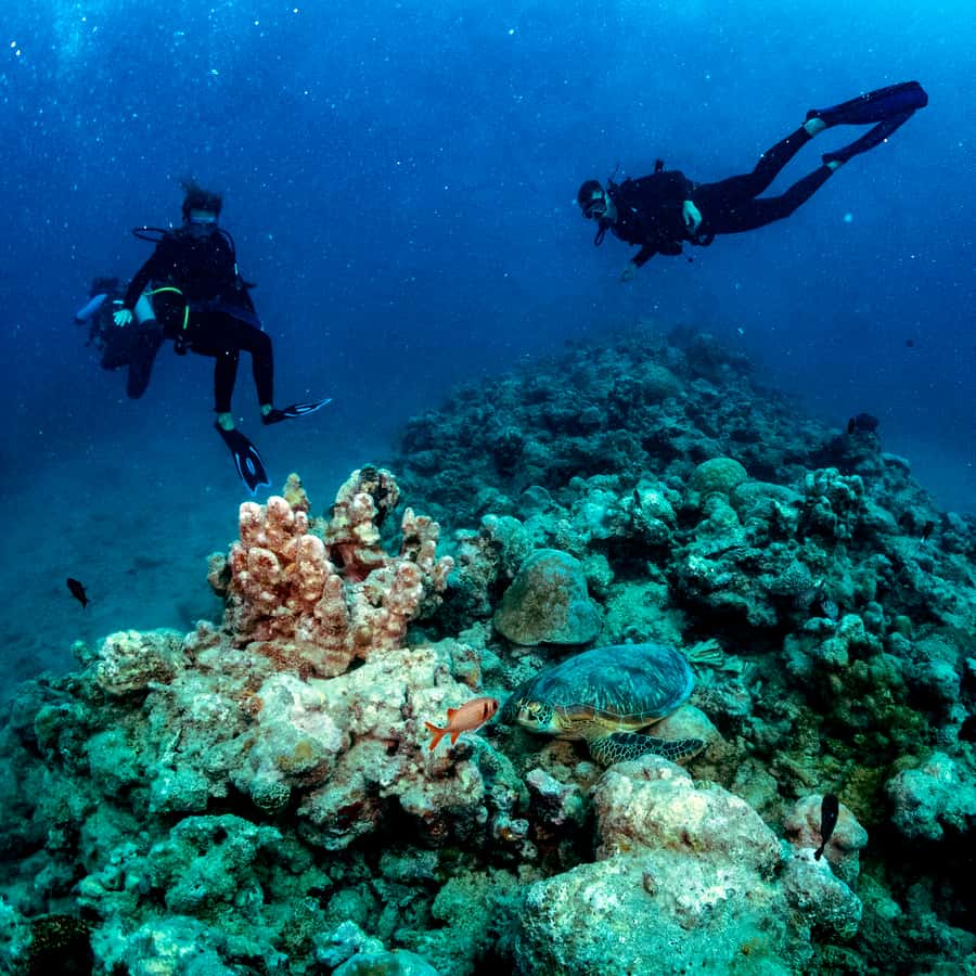 Tamarin Bay: Beginners Scuba Diving Experience - Is $109 good value?