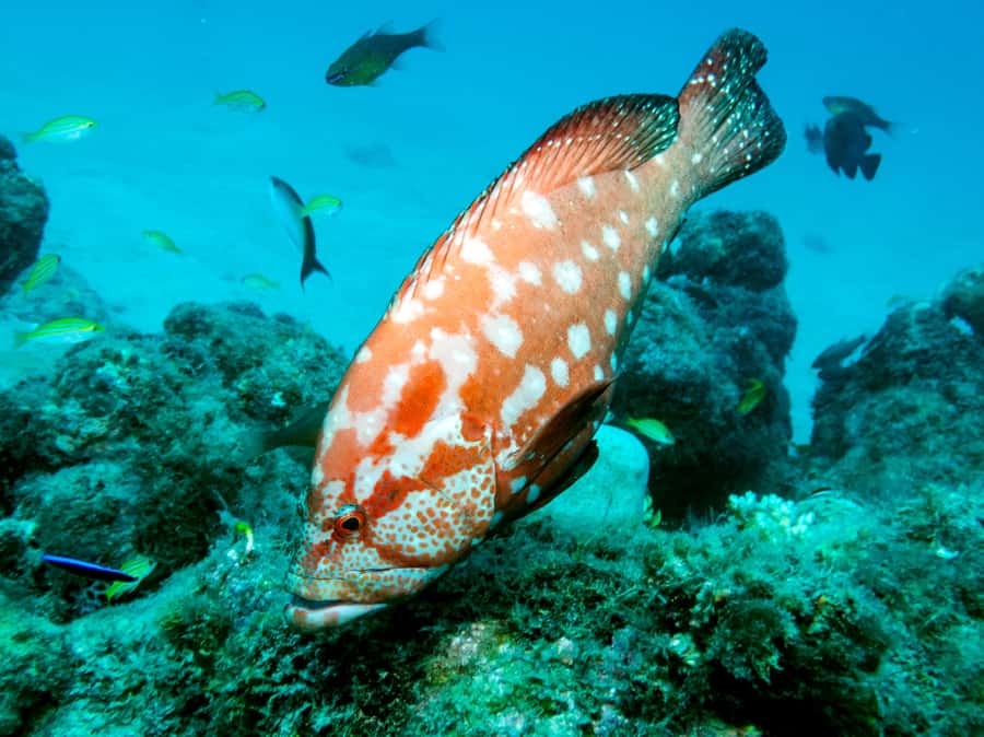 Tamarin Bay: Beginners Scuba Diving Experience - What the three hours feel like